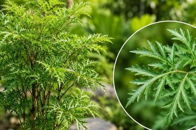 5 lợi ích tiềm năng của nước lá đinh lăng