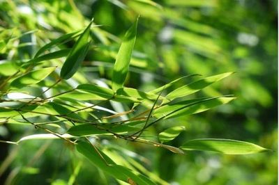 Người tăng huyết áp uống nước lá tre có tốt không?