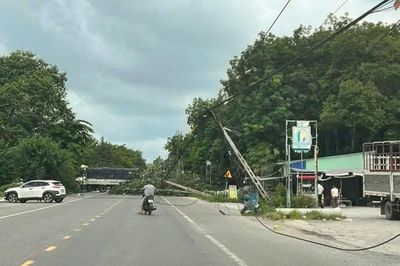 Cây xanh bật gốc kéo đổ 2 cột điện, dây điện chắn ngang đường ở TPHCM