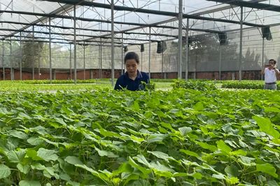 Xây dựng tiêu chuẩn mới cho rau an toàn