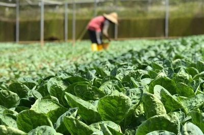 Rau VietGAP phủ chưa tới 1% diện tích, Bộ Nông nghiệp xây dựng tiêu chuẩn mới