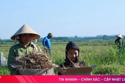 Vụ thu hoạch đầu tiên đầy triển vọng của sâm Bố Chính