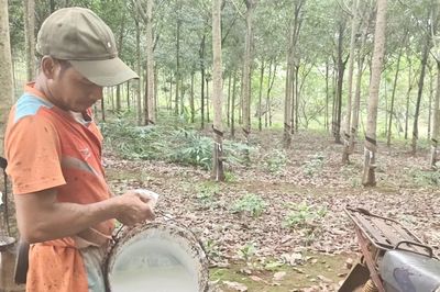Người trồng cao su ở Quảng Trị phấn khởi vì giá mủ tăng cao