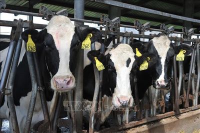 Ruồi ký sinh ăn thịt tái xuất, đe dọa ngành chăn nuôi gia súc Mỹ