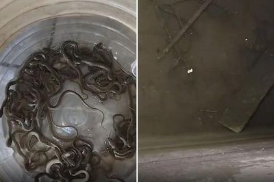 Người dân sốc nặng khi phát hiện 27 con rắn trong bể nước