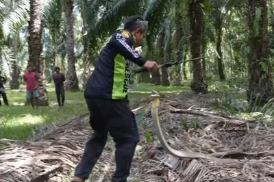 Cận cảnh màn vật lộn với rắn hổ mang chúa hung hãn của chuyên gia
