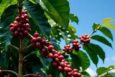 Giá nông sản ngày 9/6: Hồ tiêu ổn định, cà phê giảm nhẹ tại Tây Nguyên