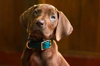 Scooby Doo gây sốt khi dùng chú chó thật trong bản live-action
