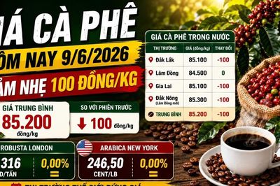 Giá cà phê hôm nay 9/6: Tây Nguyên giảm nhẹ, giữ vùng 85.000 đồng/kg