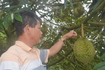 Nông hộ nhỏ có được cấp mã vùng trồng sầu riêng?
