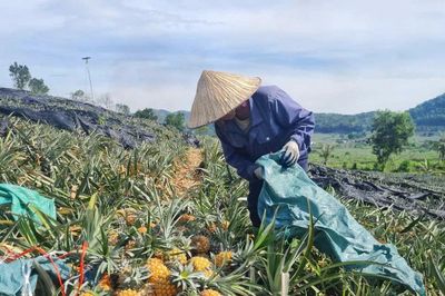 Người trồng dứa ở Thanh Hóa đang 'khóc' vì rớt giá
