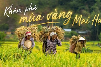 Mùa vàng Mai Hạ