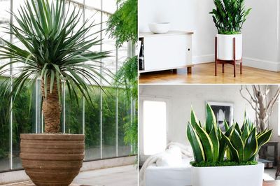 Vì sao có người trồng kim tiền mãi không 'phát', trong khi chọn lưỡi hổ lại 'thuận' hơn?