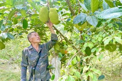 Người nông dân truyền cảm hứng làm giàu trên quê hương cội nguồn cách mạng