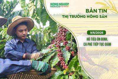 Thị trường nông sản 9/6/2026: Hồ tiêu ổn định, cà phê tiếp tục giảm