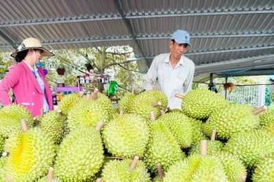 Xuất khẩu rau quả tăng: Cơ hội lớn đi cùng sức ép chuẩn hóa