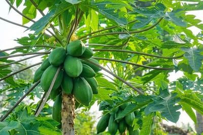 6 tác dụng đặc biệt của lá đu đủ