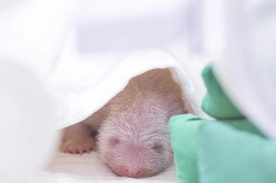 Hình ảnh bé gấu trúc mới chào đời tại Hàn Quốc 'phủ sóng cõi mạng'
