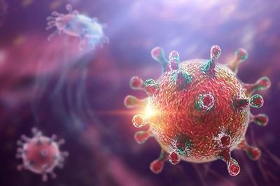 Cảnh báo virus Hanta: Phát hiện chuột trong nhà, người dân cần làm gì?