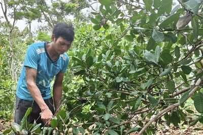 Đồng bào dân tộc thiểu số Đồng Nai chủ động tìm cơ hội thoát nghèo