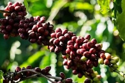Giá nông sản ngày 10/6: Cà phê bật tăng trở lại, hồ tiêu đi ngang, gạo xuất khẩu giảm nhẹ