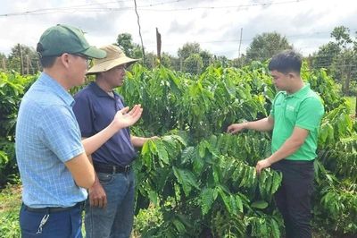 Gia Lai chuyển hướng sản xuất nông nghiệp xanh