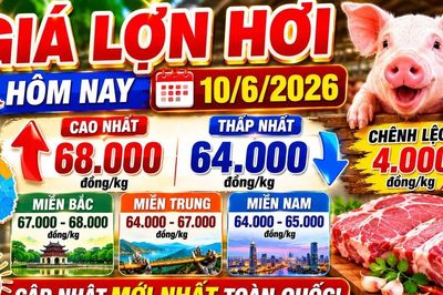 Giá lợn hơi hôm nay 10/6: Miền Bắc tiếp tục dẫn đầu cả nước