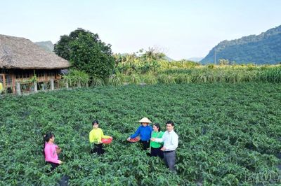 Nền tảng để xây dựng chuỗi liên kết nông sản thực chất và bền vững