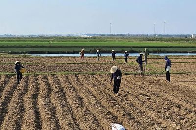 Chuyển đổi cây trồng cạn vụ hè-thu