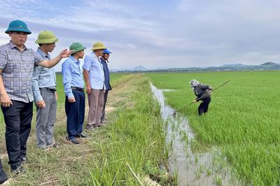 Kiểm tra mô hình sản xuất lúa hè-thu trên diện tích bỏ hoang