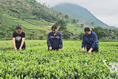 Thái Nguyên trồng mới 325ha chè