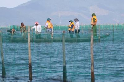 Xử lý nghiêm các trường hợp lấn chiếm vây ví, rọ sáo trên đầm phá