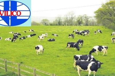 Vilico (VLC) chốt giá chuyển nhượng dự án thịt bò Tam Đảo hơn 1.170 tỷ đồng cho công ty con