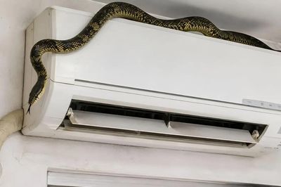5 cách đơn giản ngăn chặn rắn, chuột chui vào điều hòa mùa hè