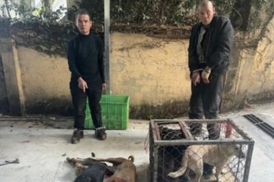 Khởi tố nhóm đối tượng trộm và tiêu thụ hơn 2 tấn chó
