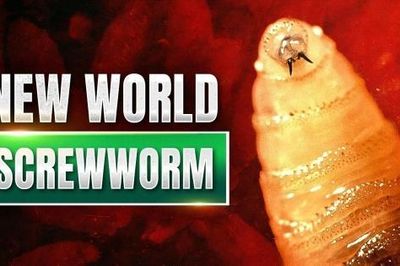 Hoa Kỳ ứng phó khẩn cấp với sâu đục thịt New World Screwworm để bảo vệ ngành chăn nuôi