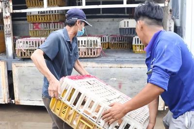 Lời khai của nhóm trộm, thu gom mèo đặc biệt lớn ở TP.HCM