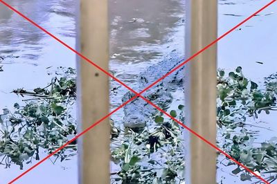 An Giang: Hình ảnh cá sấu trên kênh Vịnh Tre là sản phẩm AI
