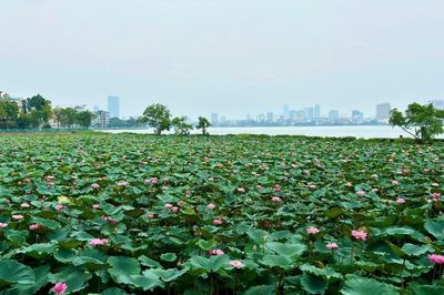 [Ảnh] Hà Nội: Hồ Tây vào mùa sen đẹp nhất năm