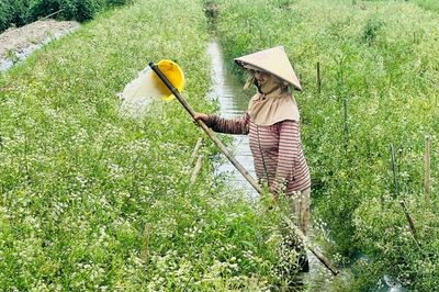 Cần mở hướng trồng lá mùng 5 để tạo sinh kế bền vững