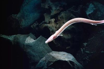 Sinh vật huyền bí có thật bên trong hang động kỳ lạ nhất châu Âu
