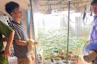 Phát hiện 'vườn' cần sa trong nhà với hệ thống trồng hiện đại ở Hưng Yên