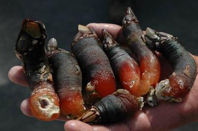 Đặc sản 'ngón tay quỷ', nghe tên đã rùng mình giá hơn 5 triệu/kg vẫn có người mua
