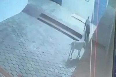 Liều mình chiến đấu với rắn hổ mang chúa, chó nhà hy sinh để bảo vệ gia chủ