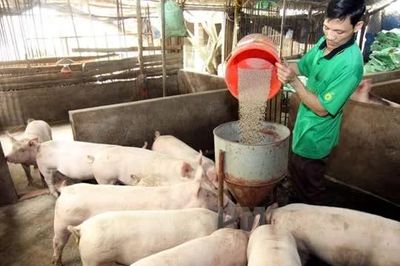 Giá heo hơi ngày 11/6: Cà Mau tiếp tục duy trì mức giá thấp nhất cả nước