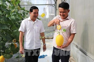 Nông nghiệp Vĩnh Long: Bước chuyển mình từ sản xuất sang kinh tế