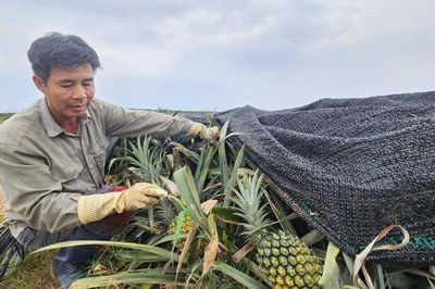 Giá giảm mạnh, người trồng dứa gặp khó