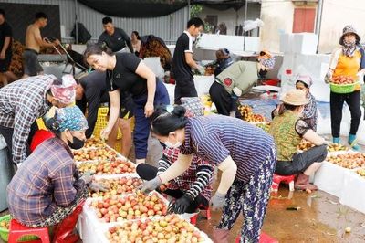 Bắc Ninh: Giá vải thiều cao kỷ lục