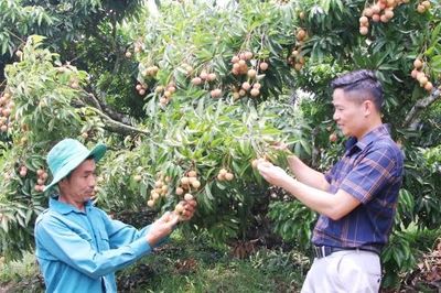 Khi vải thiều có 'hộ chiếu số'