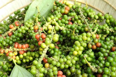 Giá tiêu hôm nay 11/6/2026: Thị trường đi ngang, chờ động lực mới
